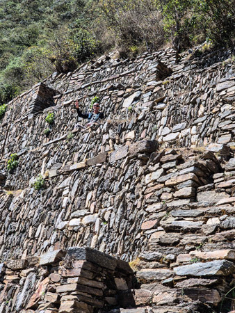 Terraza Llamas Choquequirao